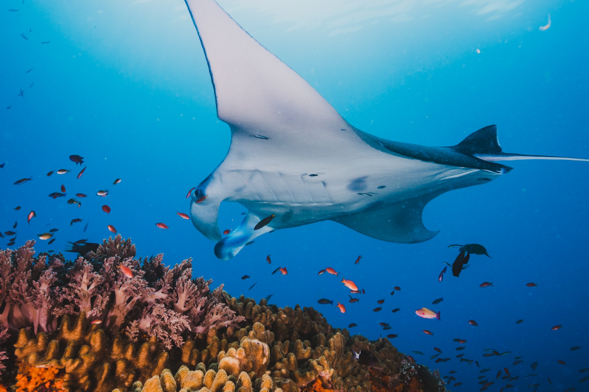 Manta point