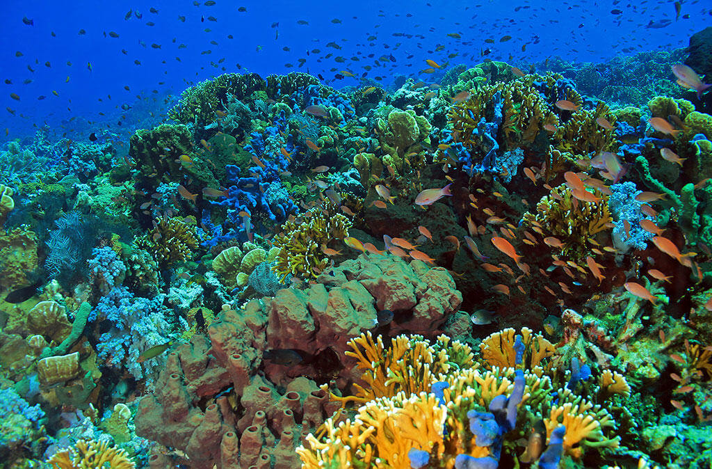 1 Day Komodo Diving Trip
