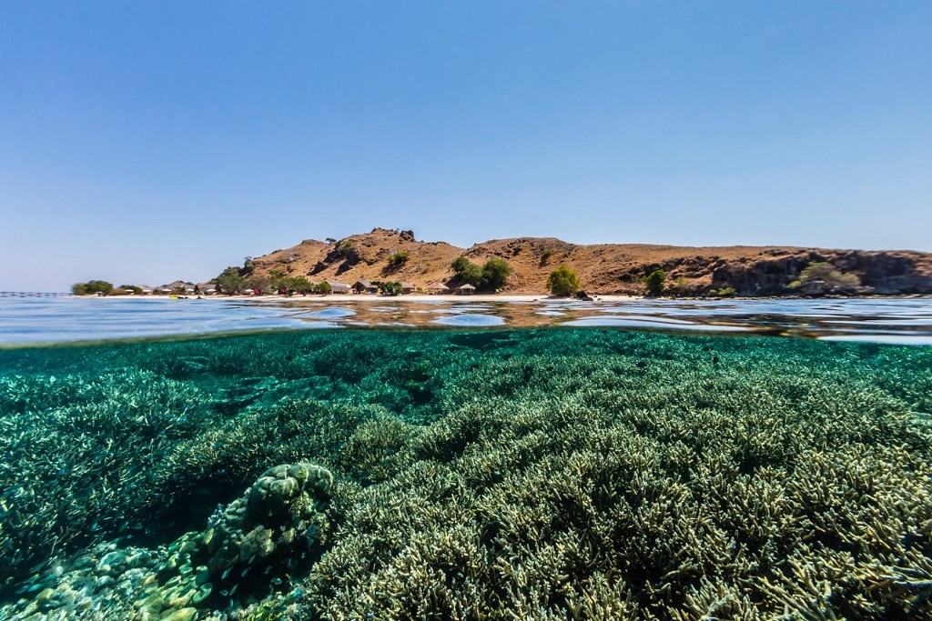 Full Day Komodo Private Snorkeling Trip by Speedboat