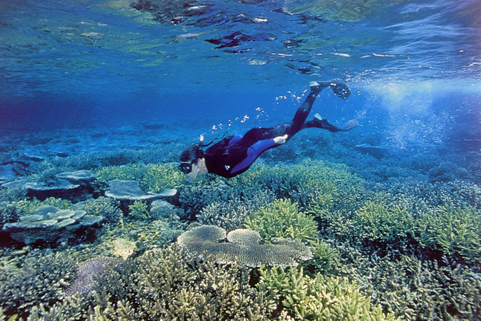 Full Day Komodo Private Snorkeling Trip by Speedboat