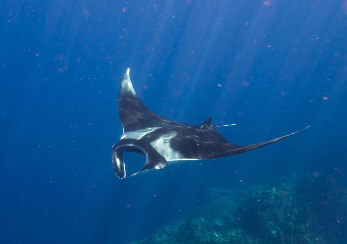 Komodo Open Trip by Speed Boat  6 Destinations