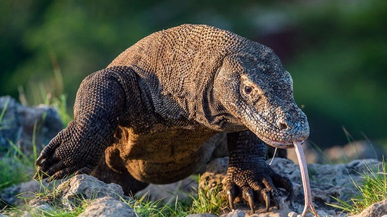 Komodo Dragon Varanus Komodoensis
