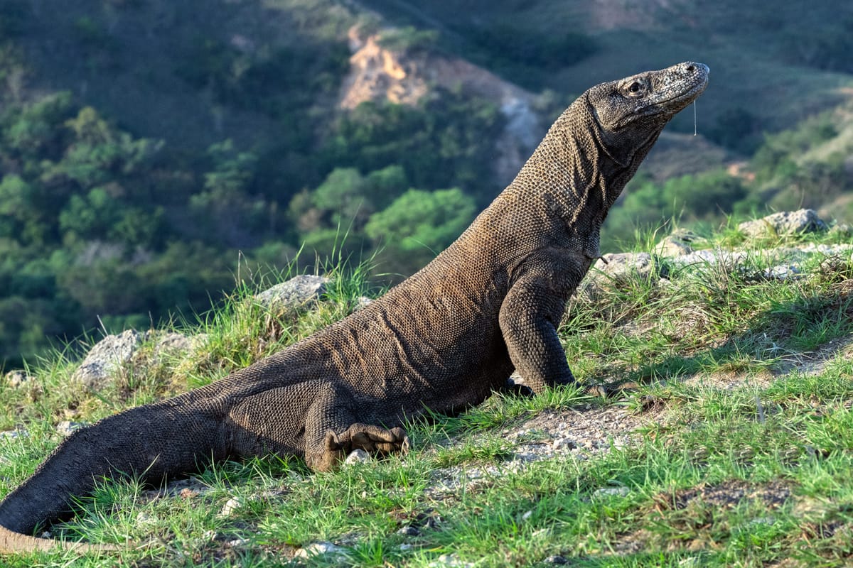 Komodo Island View