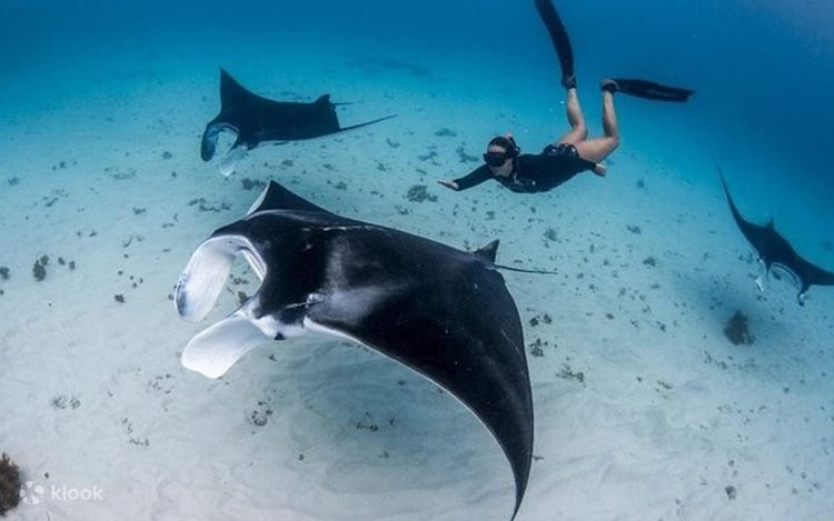 Manta Point Komodo National Park